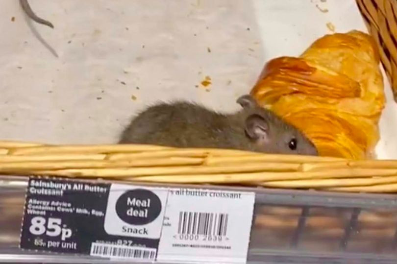 Giant rats filmed crawling across uncovered pastry at Sainsbury