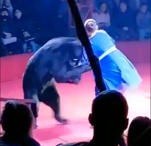 Moment bear attacks pregnant woman in front of terrified children at circus (video)
