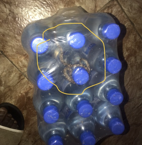Snake found nestled inside bottled water pack