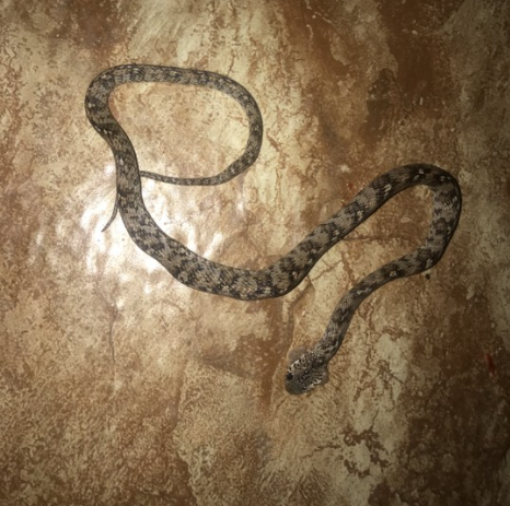 Snake found nestled inside bottled water pack