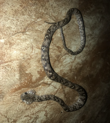Snake found nestled inside bottled water pack