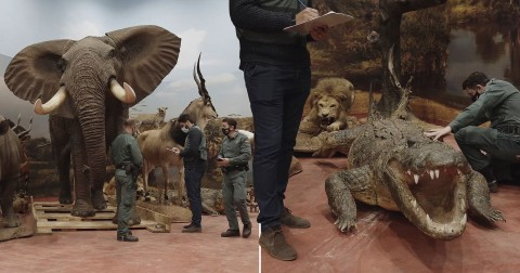Spanish authorities seize stuffed endangered animals including elephant, cheetah and a lion worth ?24,000,000