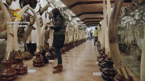 Spanish authorities seize stuffed endangered animals including elephant, cheetah and a lion worth ?24,000,000