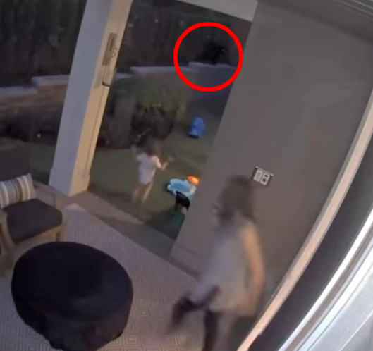 Hero mum saves her toddler from black bear in her backyard (video)