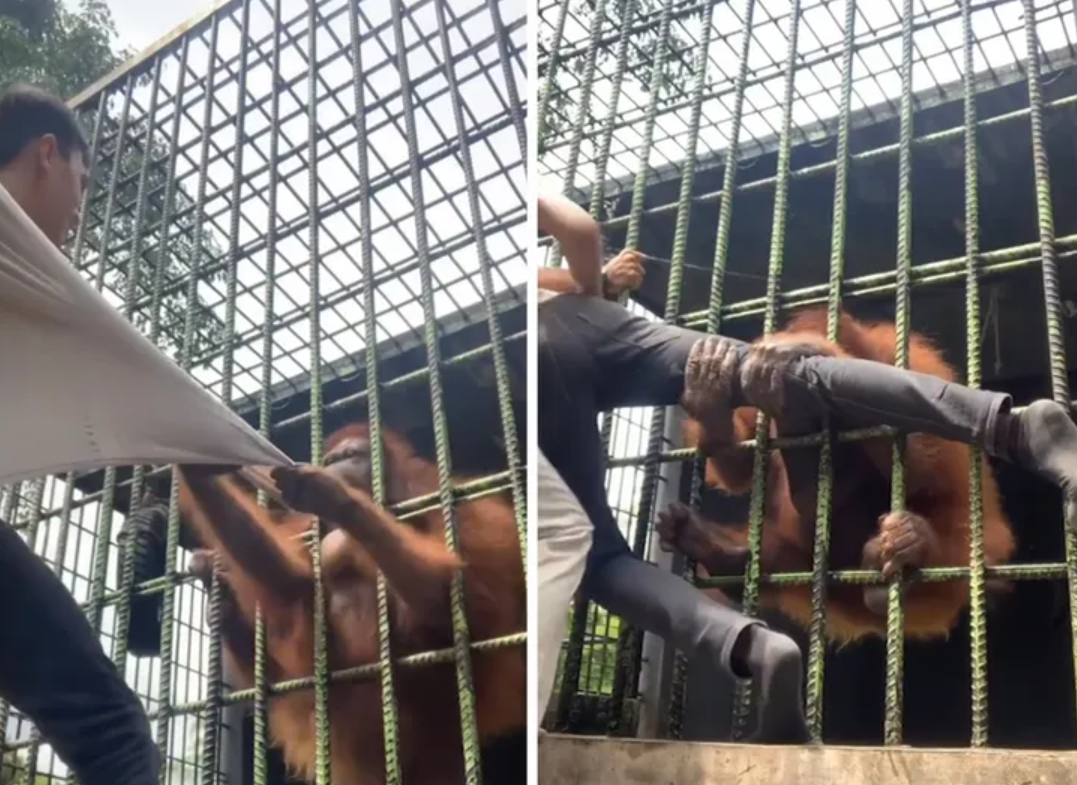 Orangutan attacks man in a zoo (video)