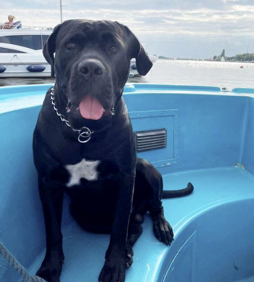 Hero saves drowning dog only to be immediately bitten by the dog