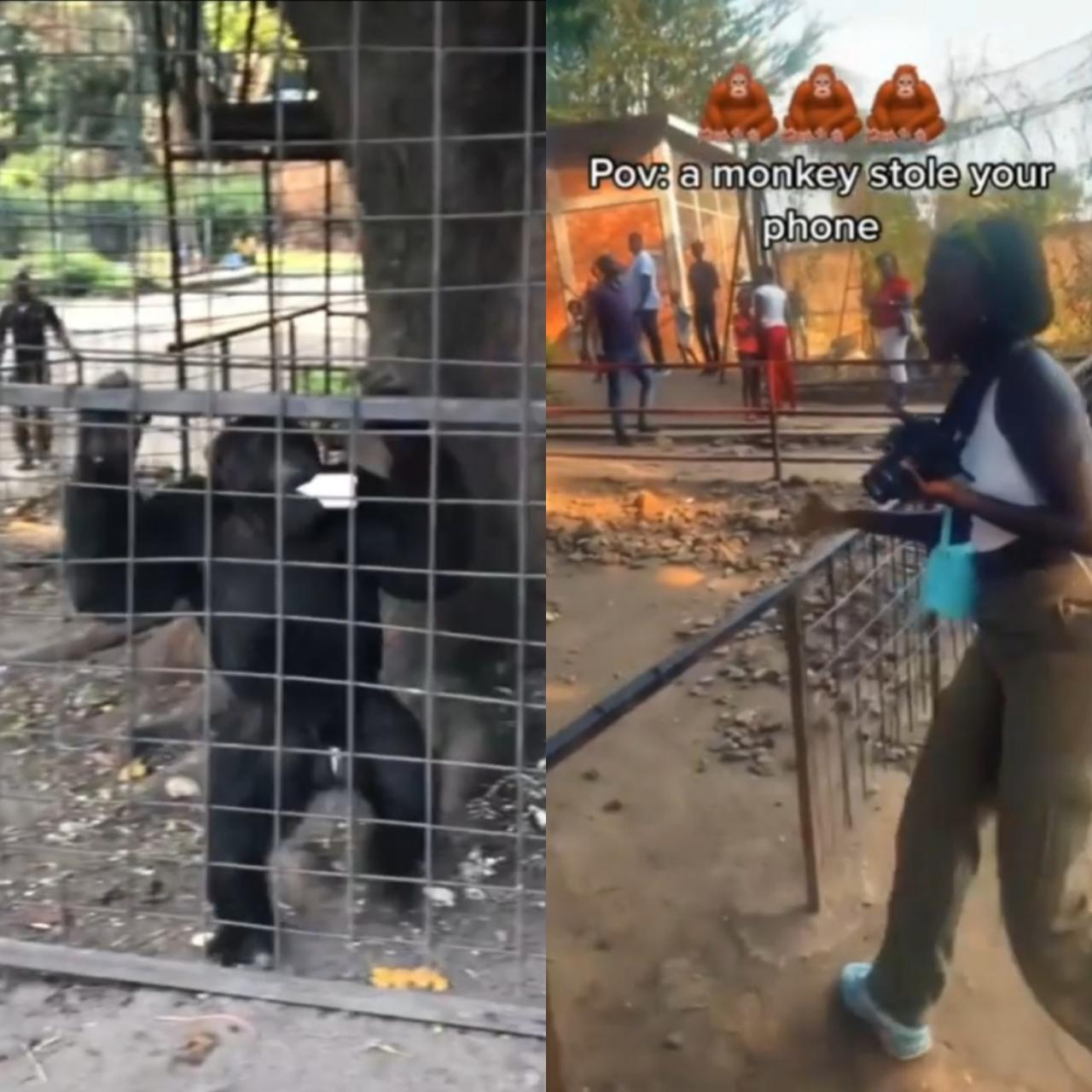 Monkey seizes woman