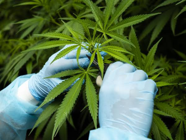 Nigeria ranks 1st in world?s Cannabis-use as 10.6 million Nigerians abuse it - NDLEA boss Marwa